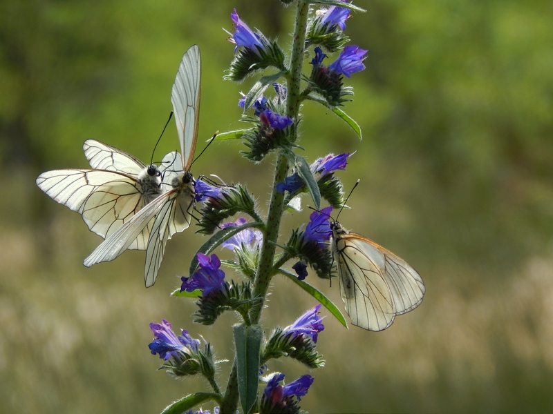 Aporia crataegi... una settimana dopo.